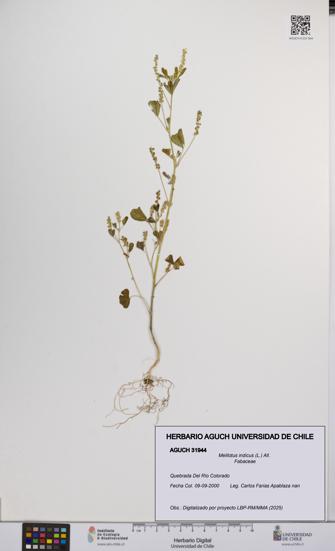Melilotus indicus [Espécimen: UCH:AGUCH:0031944]