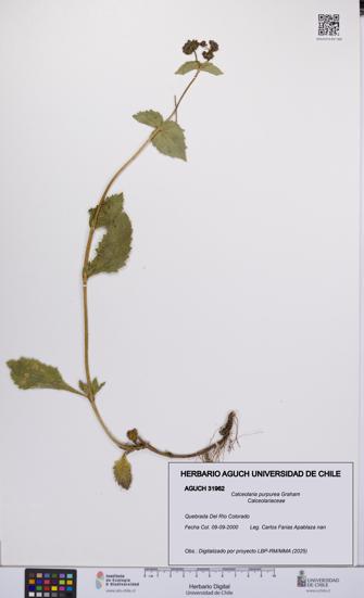 Calceolaria purpurea [Espécimen: UCH:AGUCH:0031962]