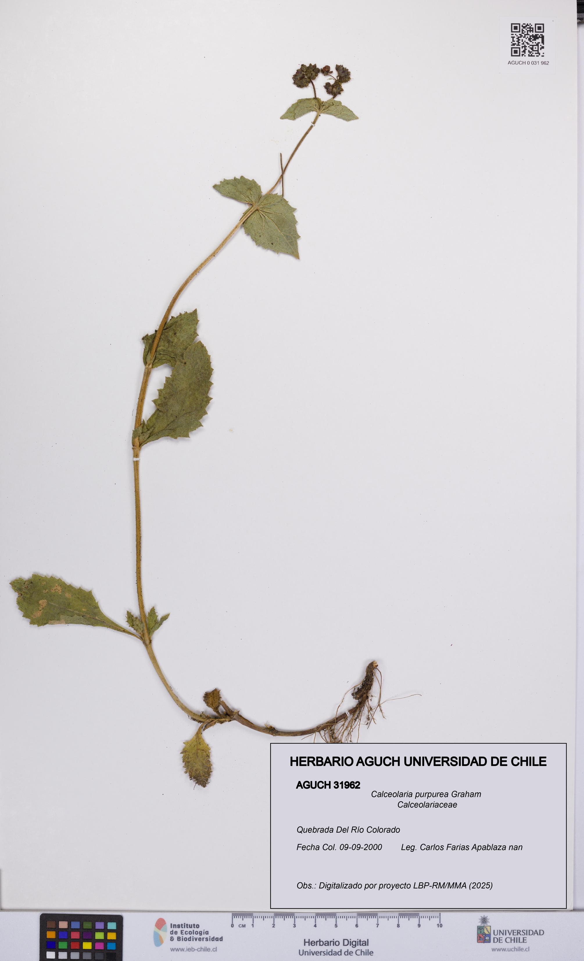 Calceolaria purpurea [Espécimen: UCH:AGUCH:0031962]