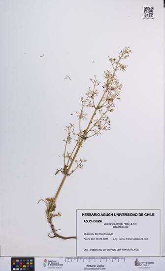 Valeriana bridgesii [Espécimen: UCH:AGUCH:0031968]