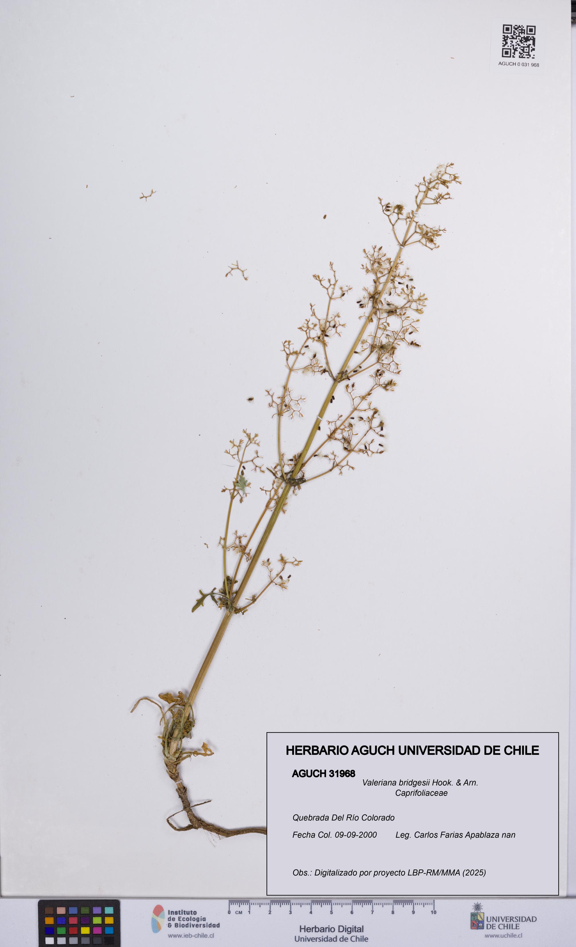 Valeriana bridgesii [Espécimen: UCH:AGUCH:0031968]