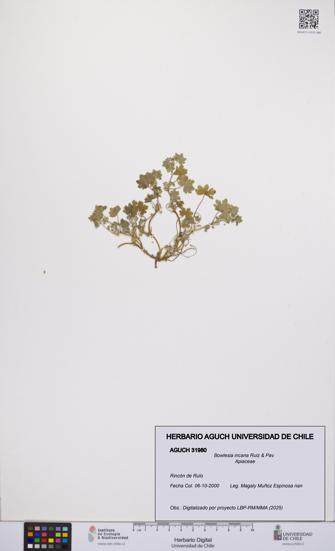 Bowlesia incana [Espécimen: UCH:AGUCH:0031980]