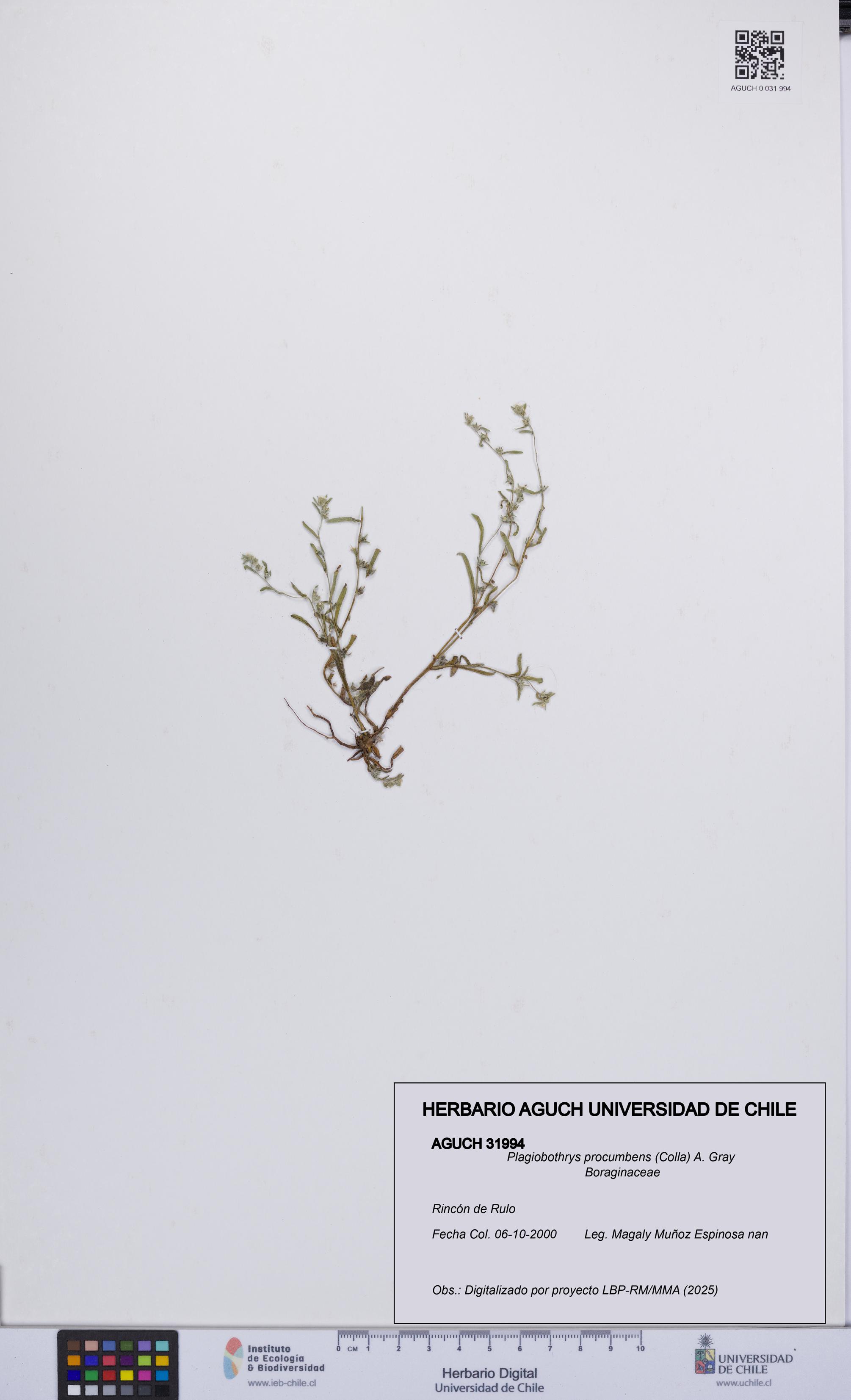 Plagiobothrys procumbens [Espécimen: UCH:AGUCH:0031994]