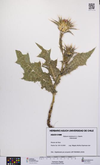 Silybum marianum [Espécimen: UCH:AGUCH:0031998]