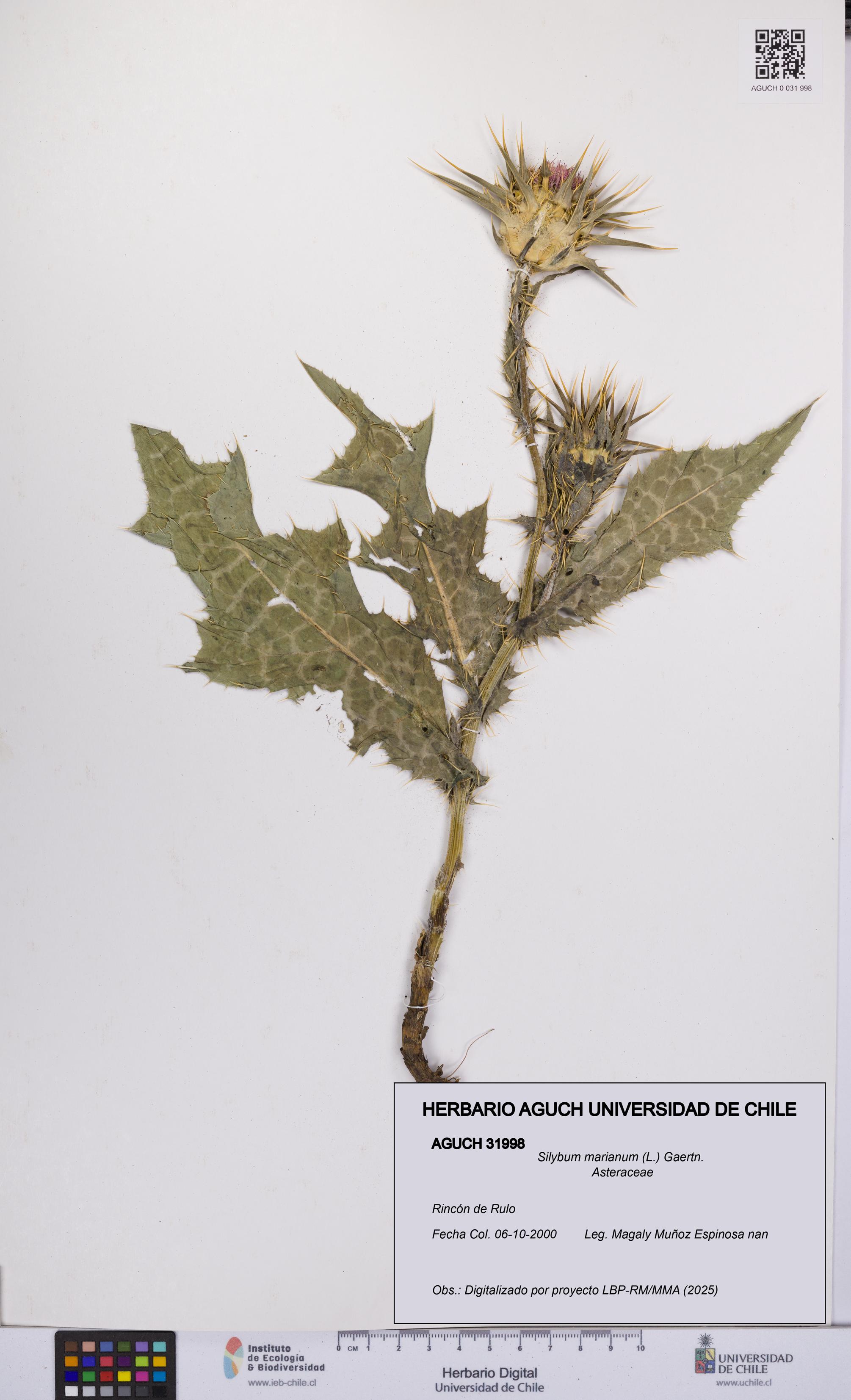 Silybum marianum [Espécimen: UCH:AGUCH:0031998]