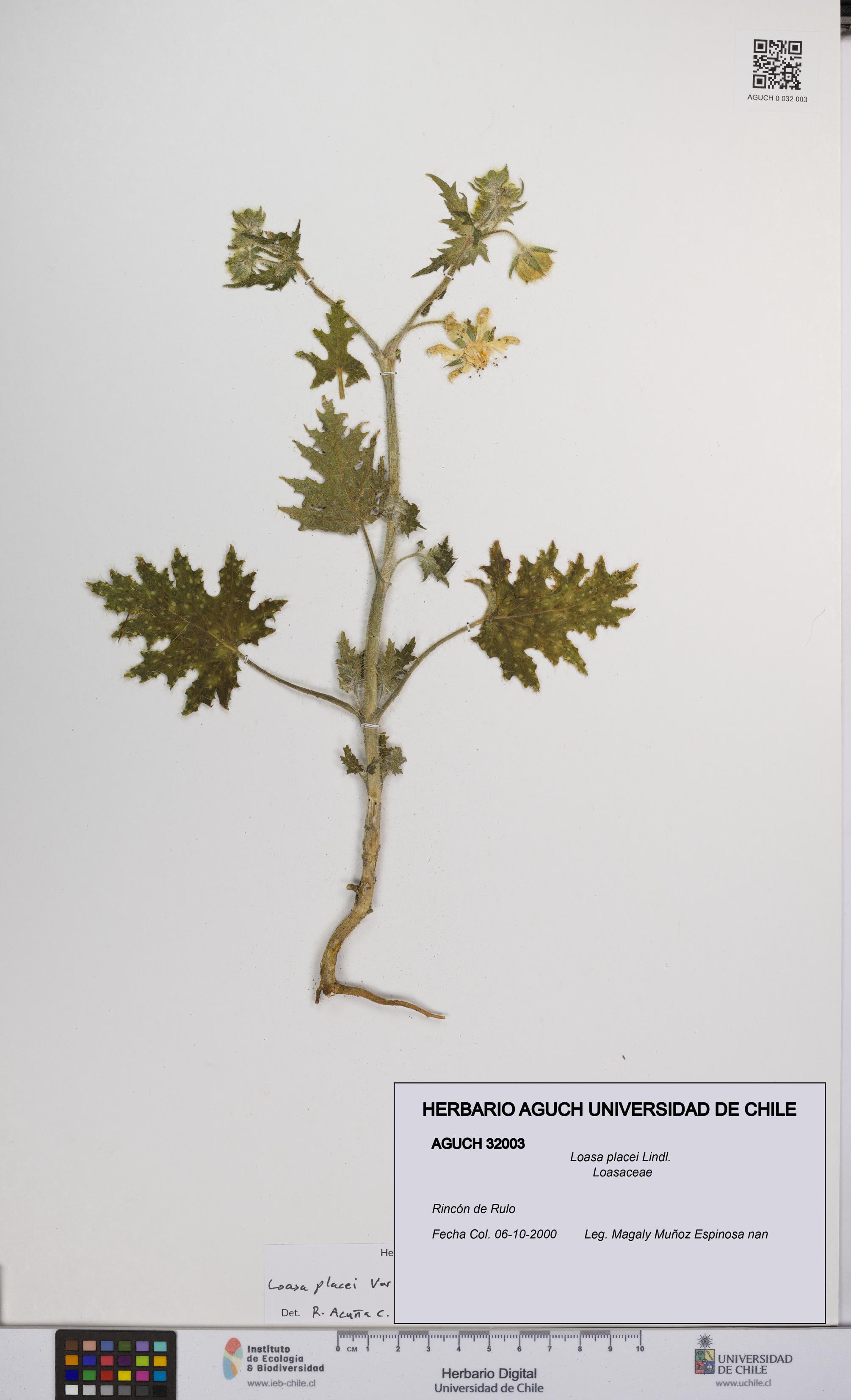 Loasa placei [Espécimen: UCH:AGUCH:0032003]