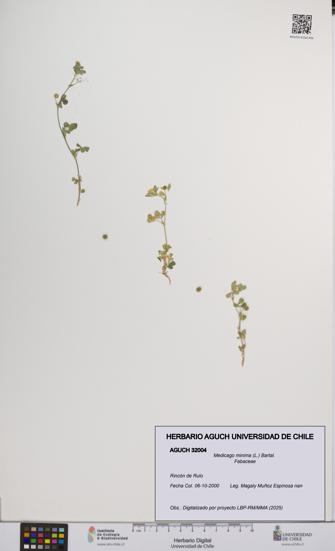 Medicago minima [Espécimen: UCH:AGUCH:0032004]