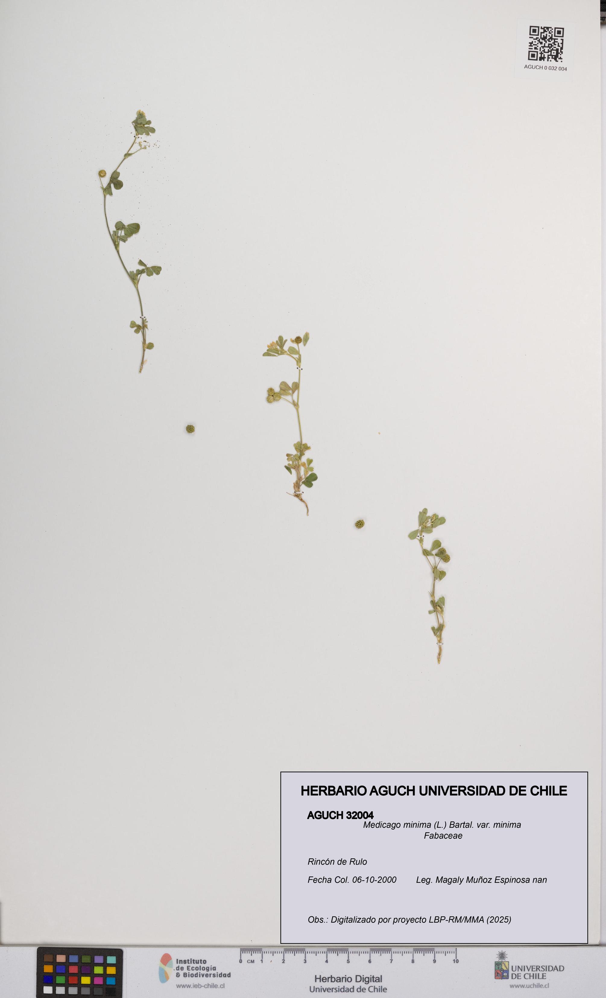 Medicago minima var. minima [Espécimen: ]