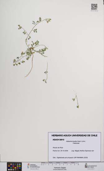 Adesmia tenella [Espécimen: UCH:AGUCH:0032012]