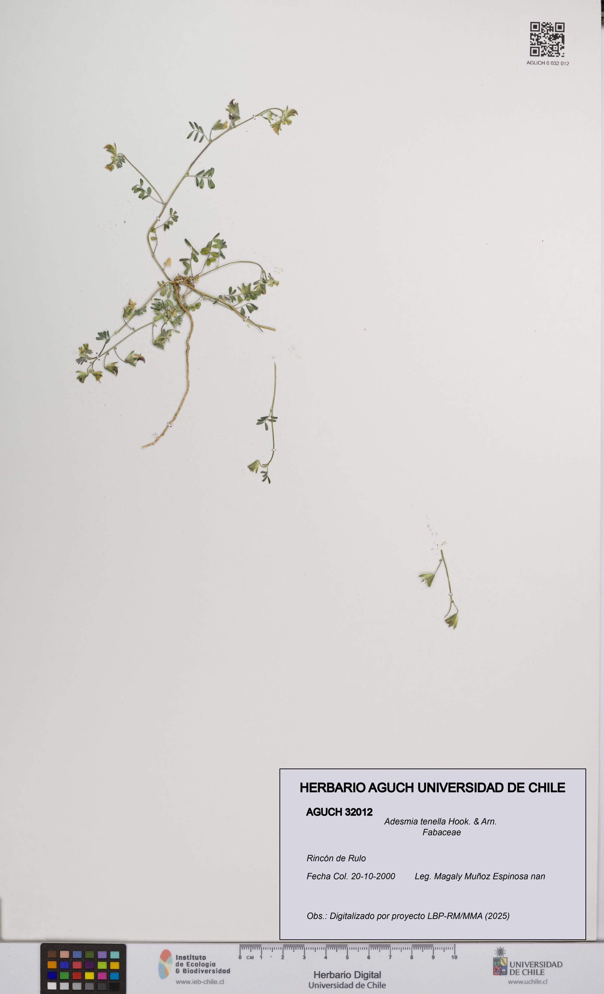 Adesmia tenella [Espécimen: UCH:AGUCH:0032012]