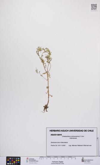 Chaetanthera ramosissima [Espécimen: UCH:AGUCH:0032015]