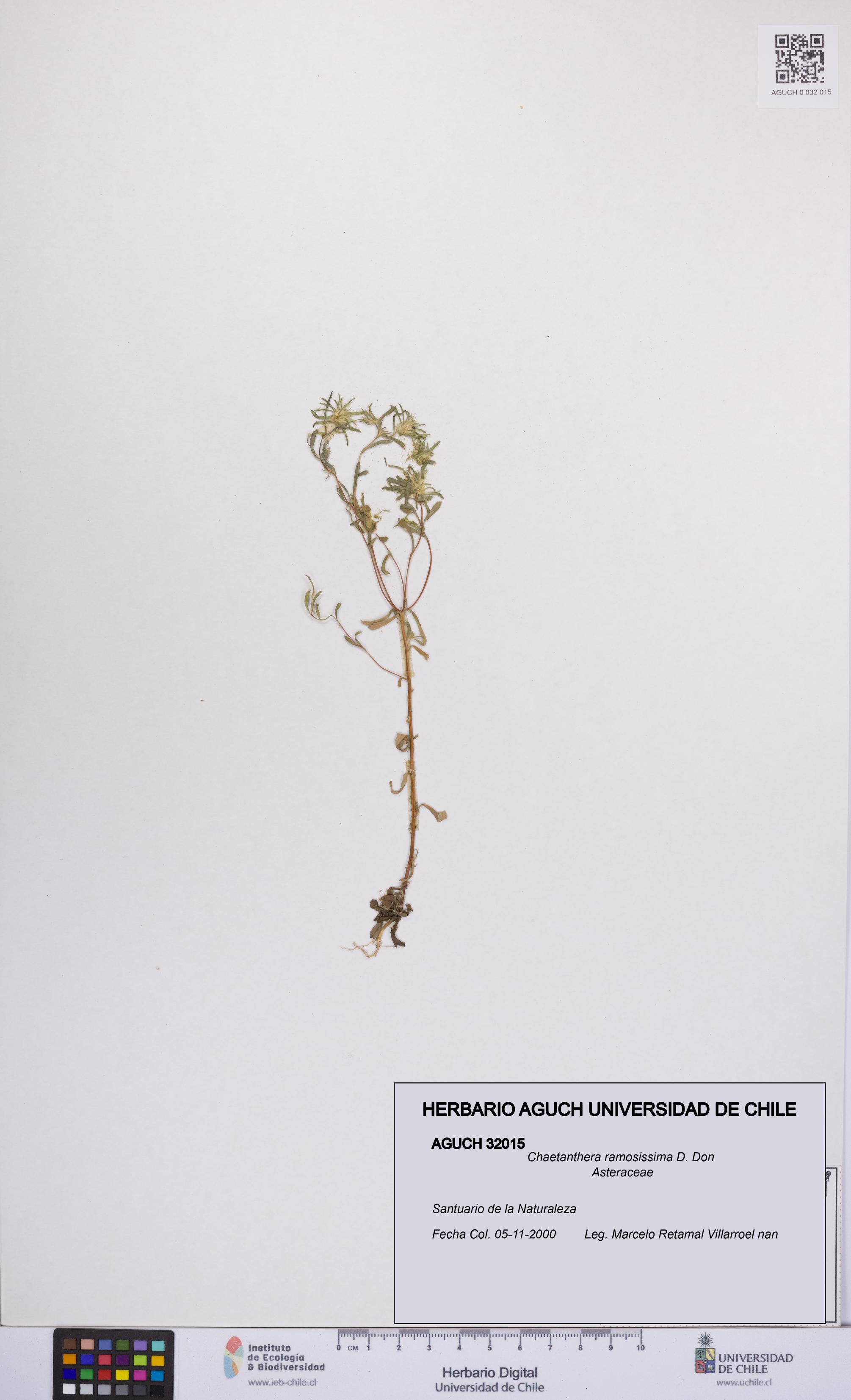 Chaetanthera ramosissima [Espécimen: UCH:AGUCH:0032015]