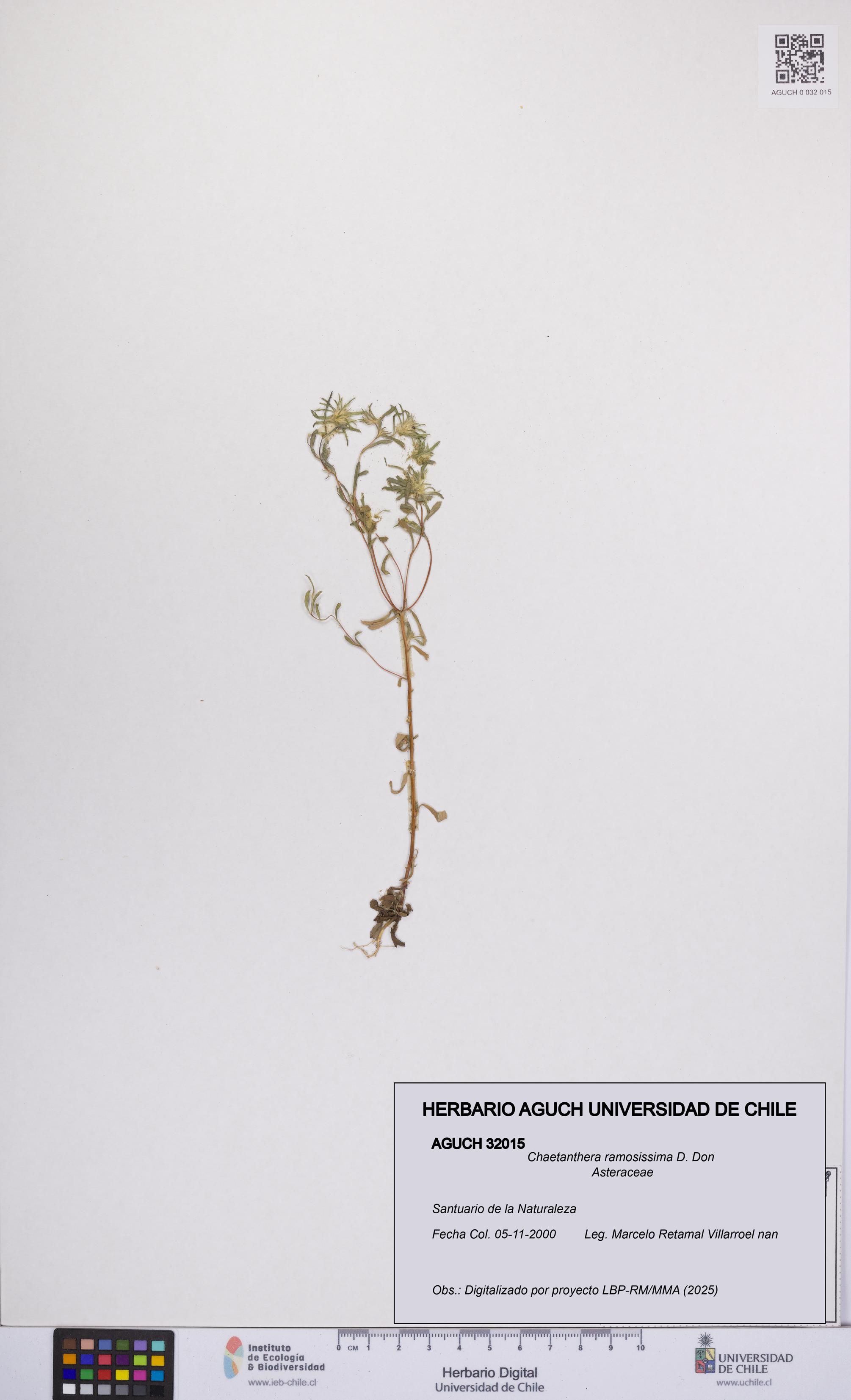 Chaetanthera ramosissima [Espécimen: UCH:AGUCH:0032015]