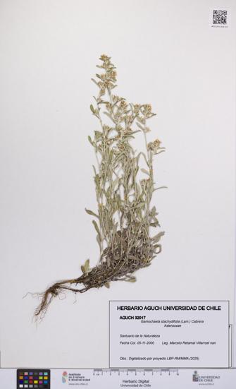 Gamochaeta stachydifolia [Espécimen: UCH:AGUCH:0032017]