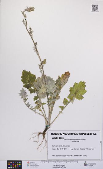 Leucheria rosea [Espécimen: UCH:AGUCH:0032018]