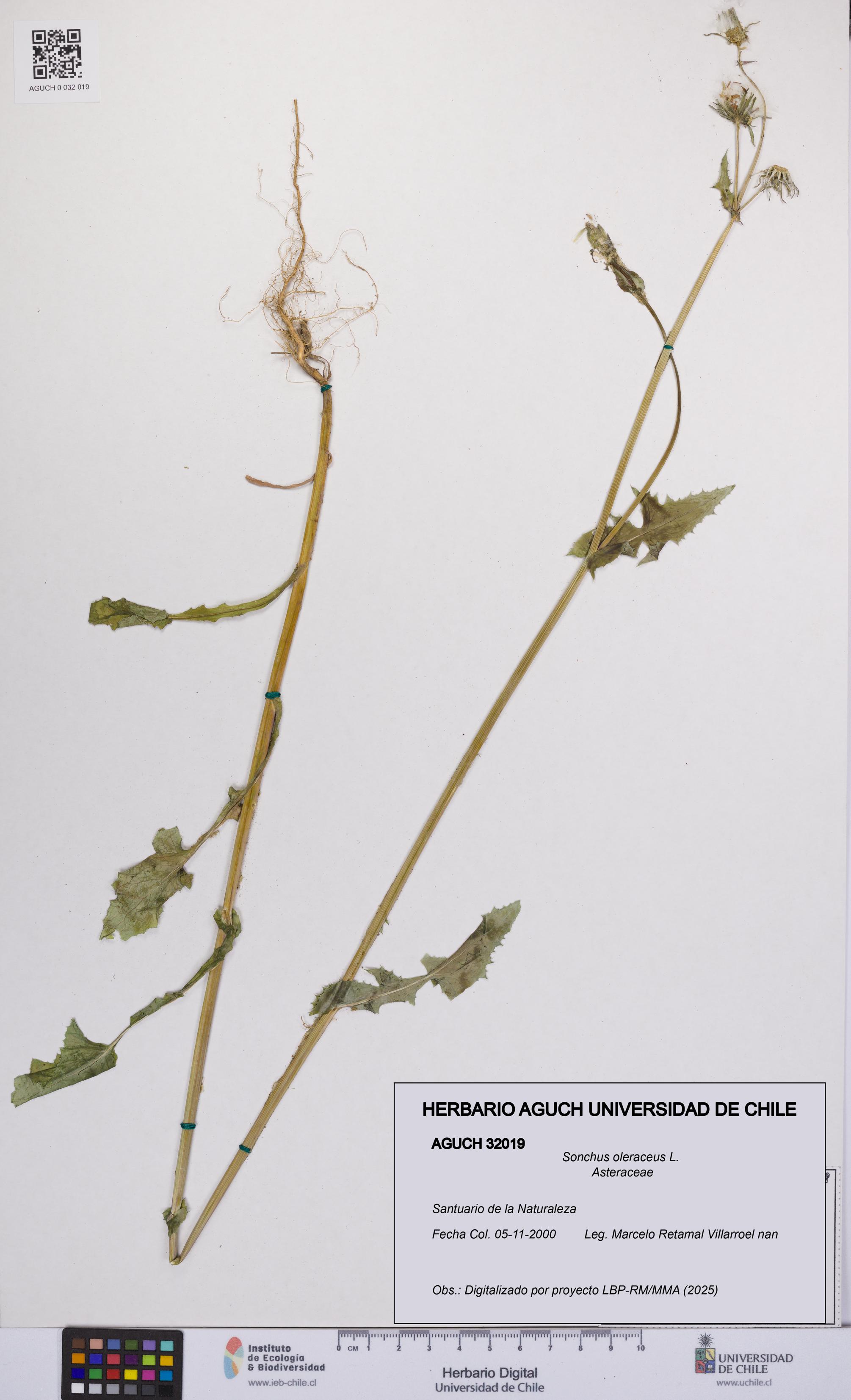 Sonchus oleraceus [Espécimen: UCH:AGUCH:0032019]