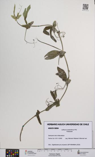 Lathyrus subandinus [Espécimen: UCH:AGUCH:0032024]