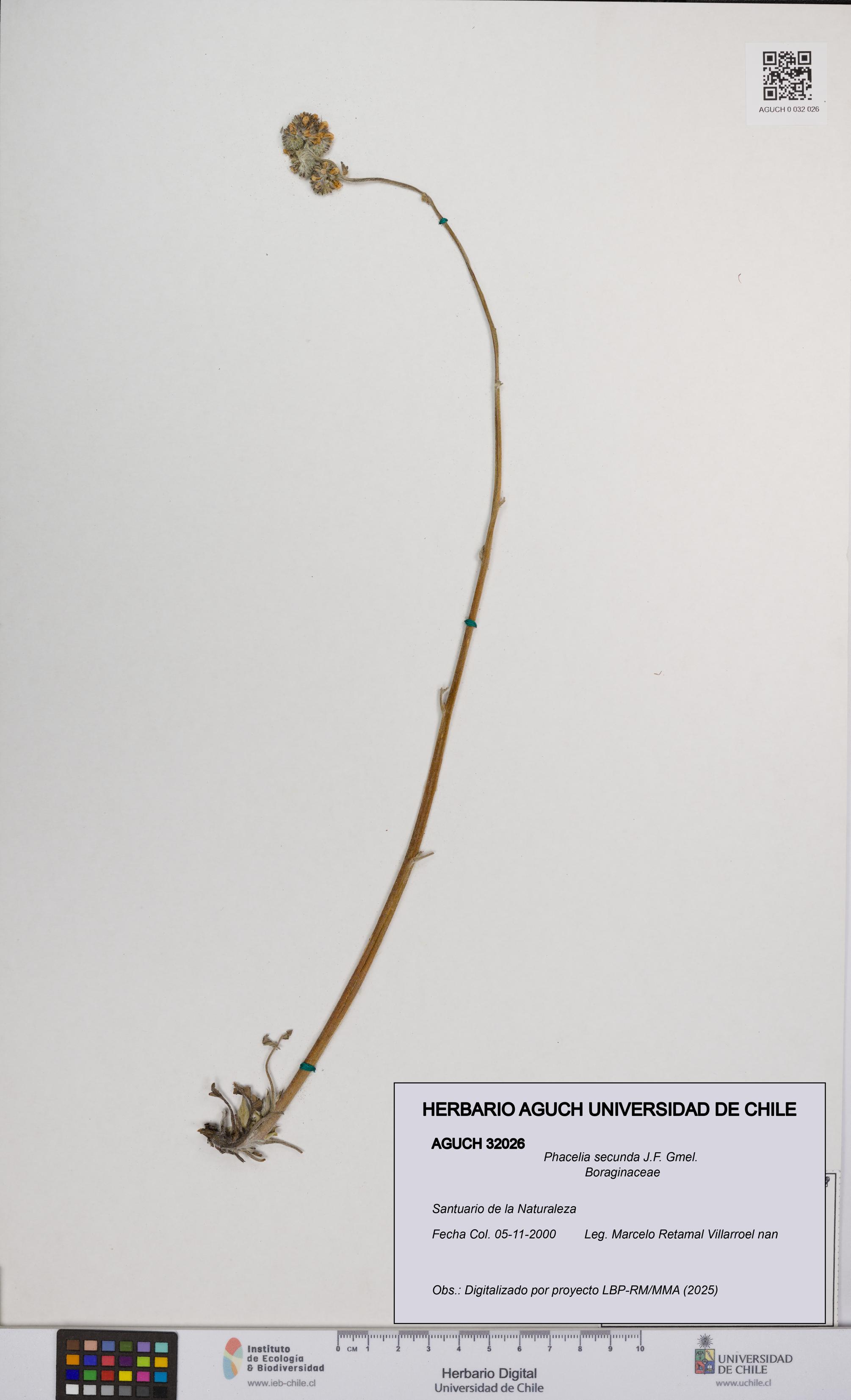 Phacelia secunda [Espécimen: UCH:AGUCH:0032026]