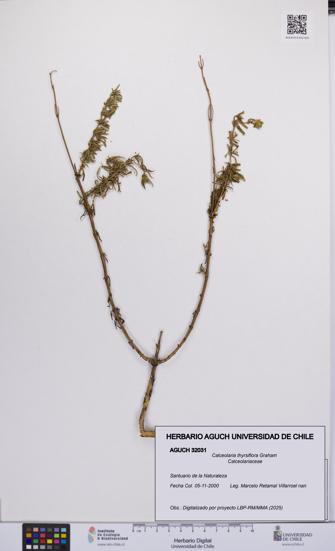 Calceolaria thyrsiflora [Espécimen: UCH:AGUCH:0032031]