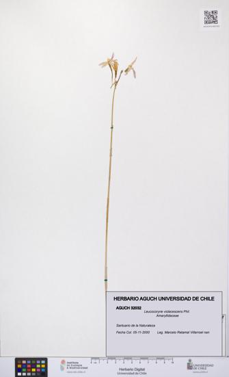 Leucocoryne violacescens [Espécimen: UCH:AGUCH:0032032]