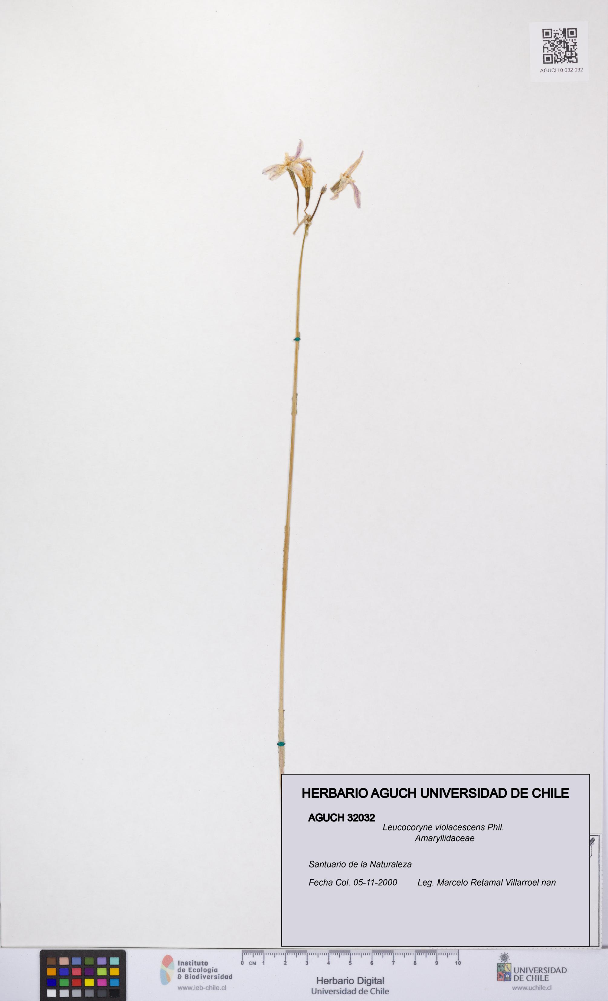 Leucocoryne violacescens [Espécimen: UCH:AGUCH:0032032]