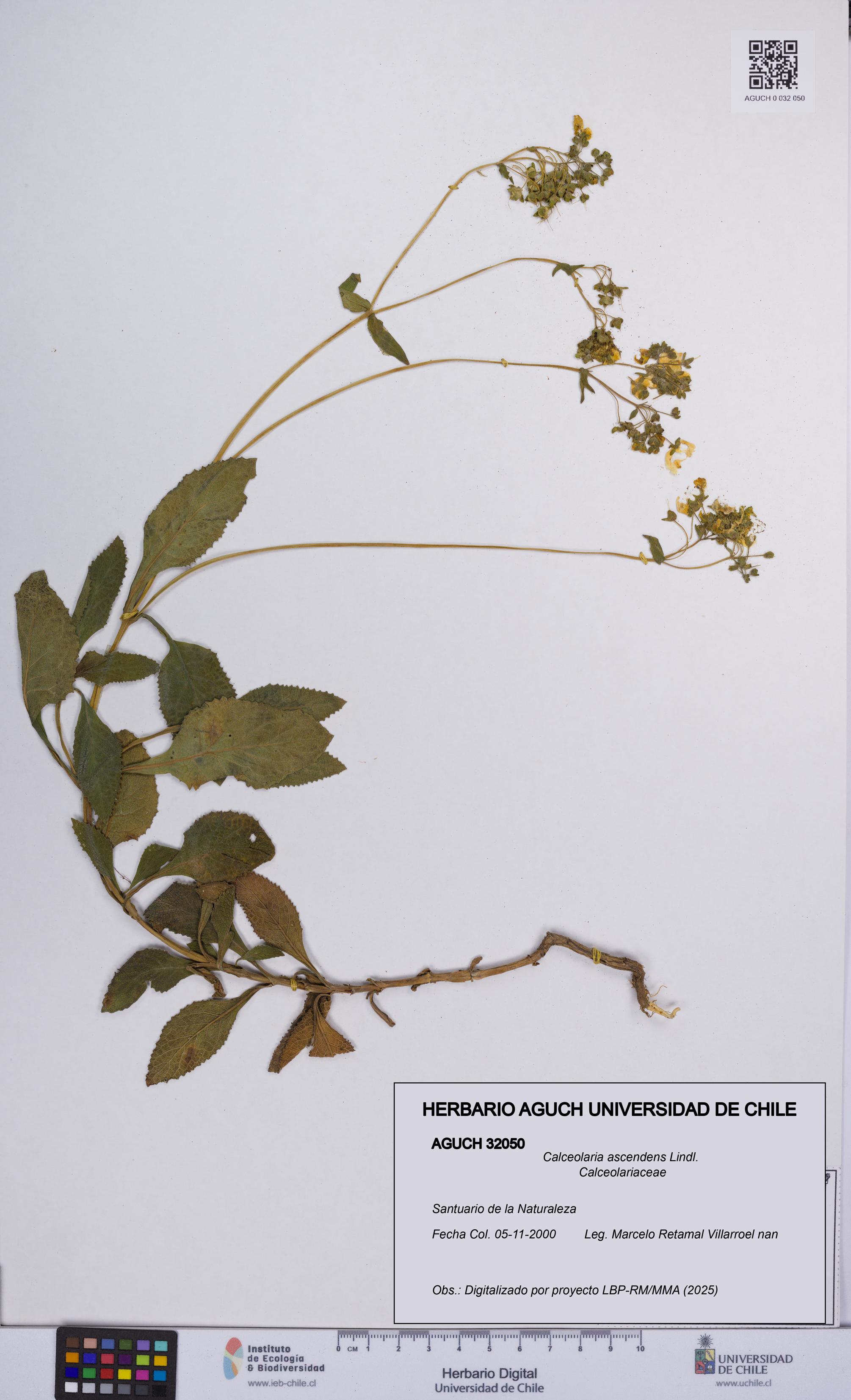 Calceolaria ascendens [Espécimen: UCH:AGUCH:0032050]