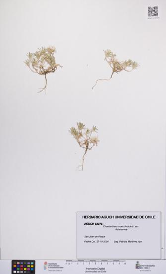 Chaetanthera moenchioides [Espécimen: UCH:AGUCH:0032073]