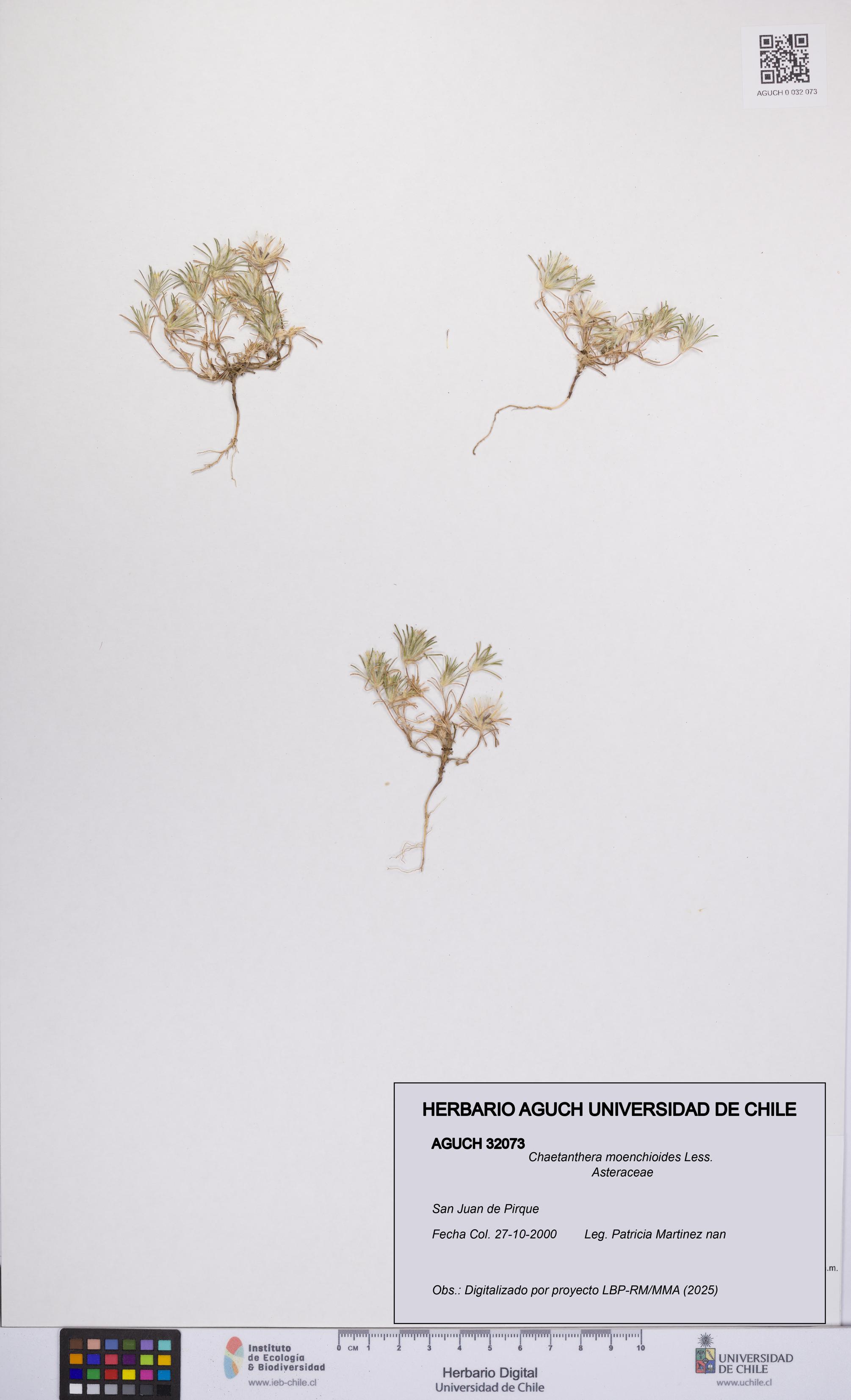 Chaetanthera moenchioides [Espécimen: UCH:AGUCH:0032073]