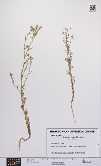 Cryptantha linearis [Espécimen: UCH:AGUCH:0032074]