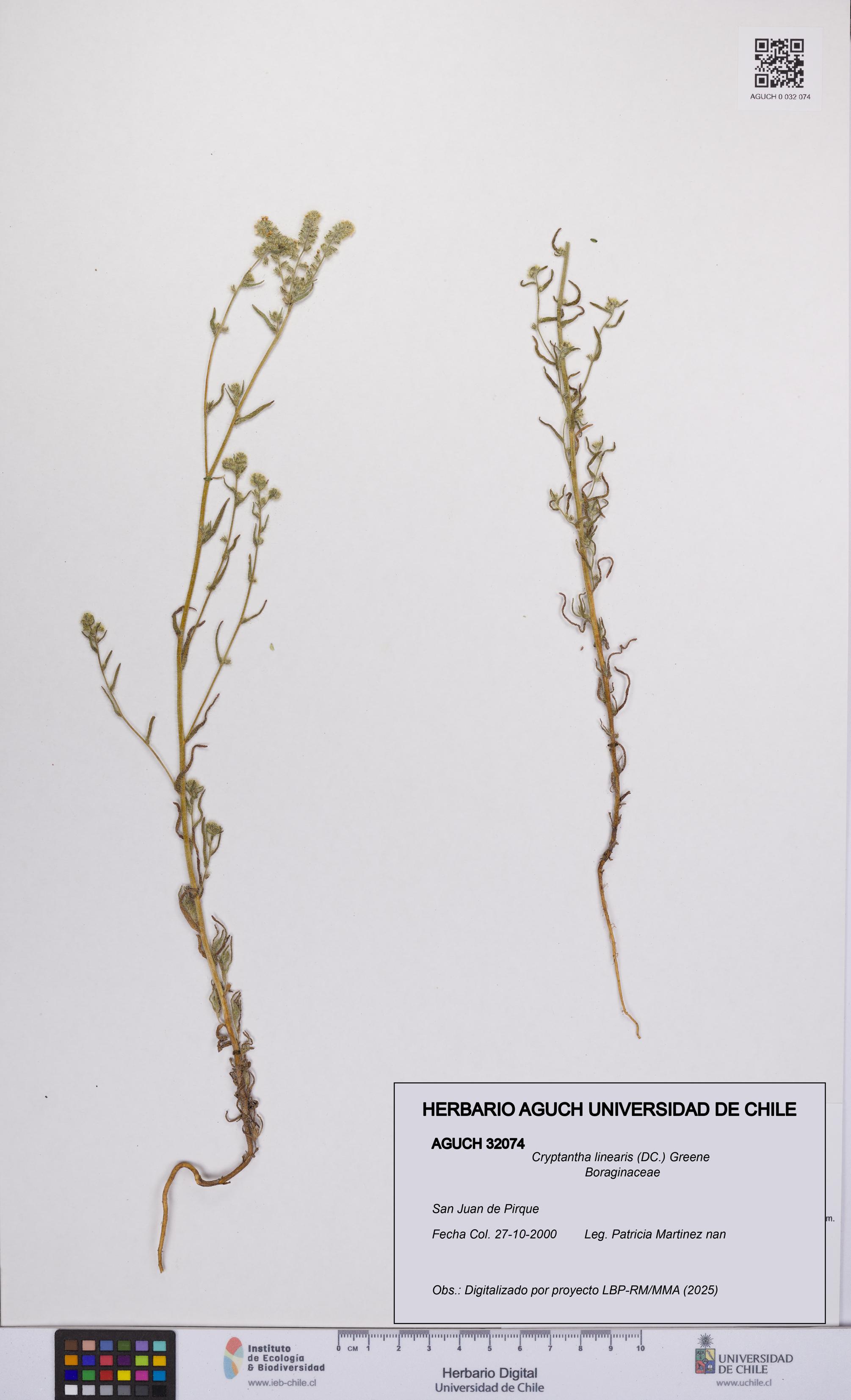 Cryptantha linearis [Espécimen: UCH:AGUCH:0032074]