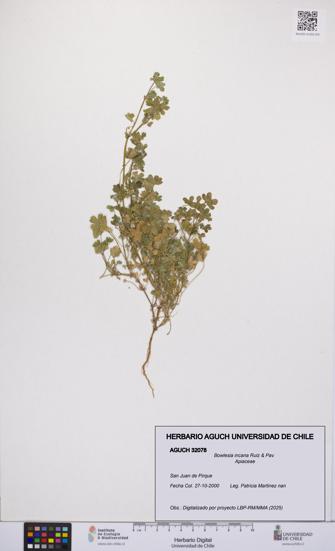 Bowlesia incana [Espécimen: UCH:AGUCH:0032078]