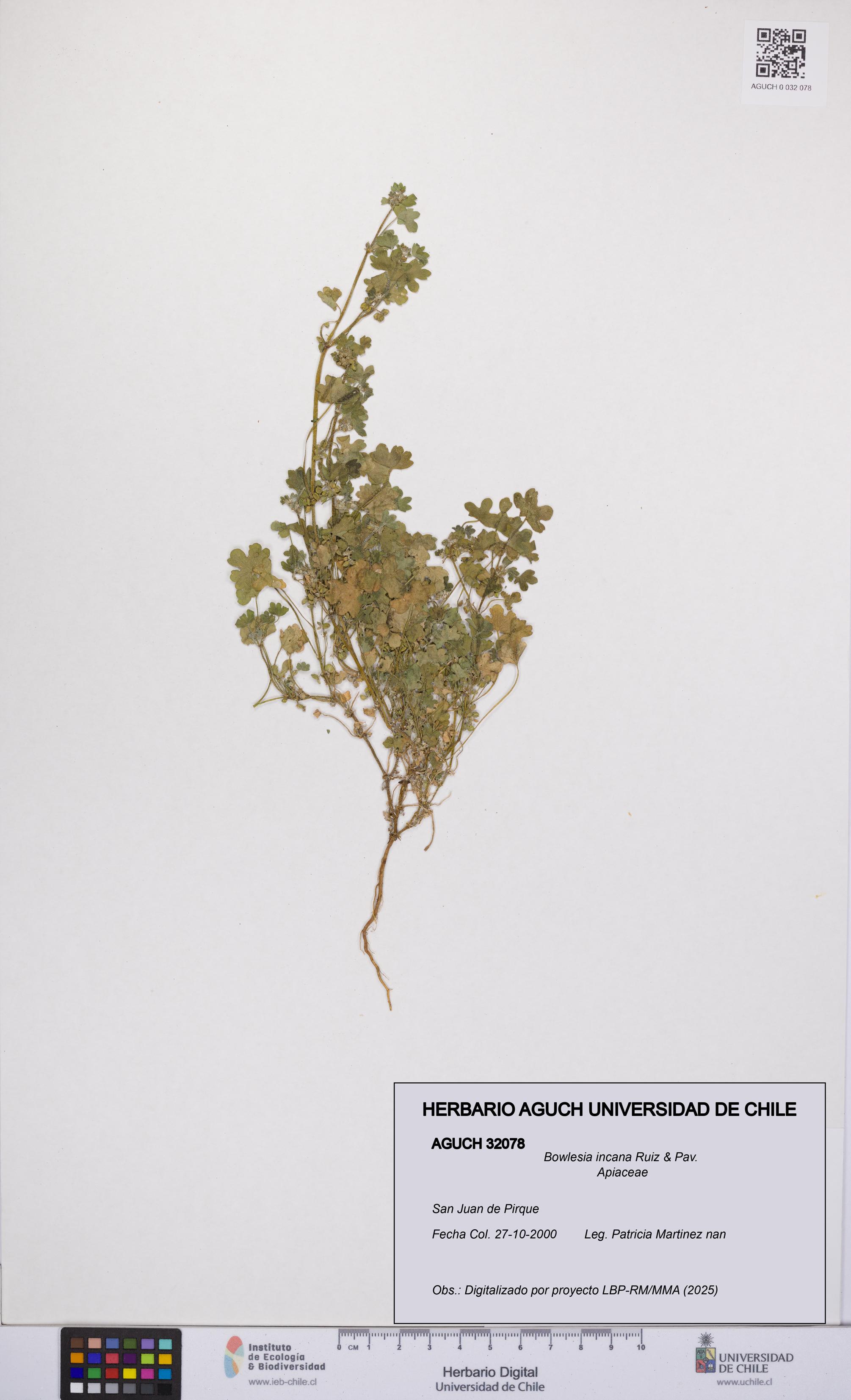 Bowlesia incana [Espécimen: UCH:AGUCH:0032078]