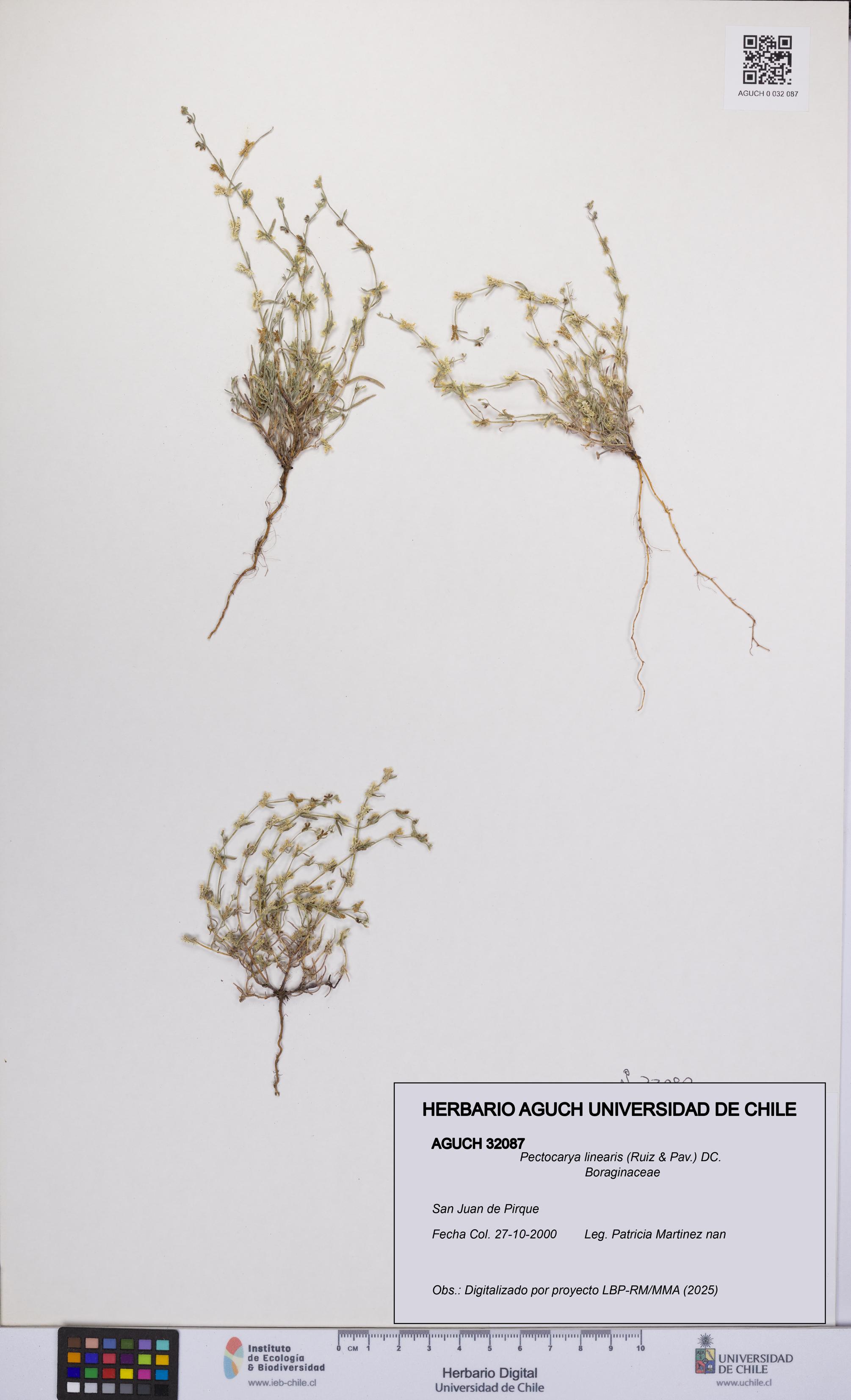 Pectocarya linearis [Espécimen: UCH:AGUCH:0032087]