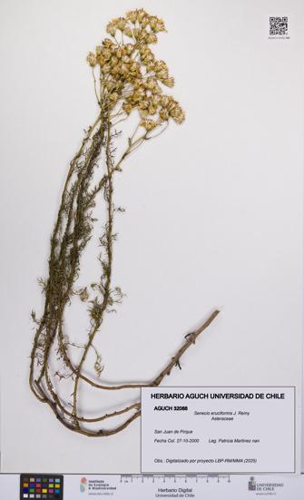 Senecio eruciformis [Espécimen: UCH:AGUCH:0032088]