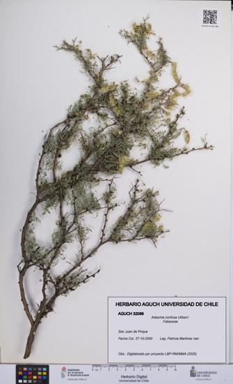 Adesmia confusa [Espécimen: UCH:AGUCH:0032089]