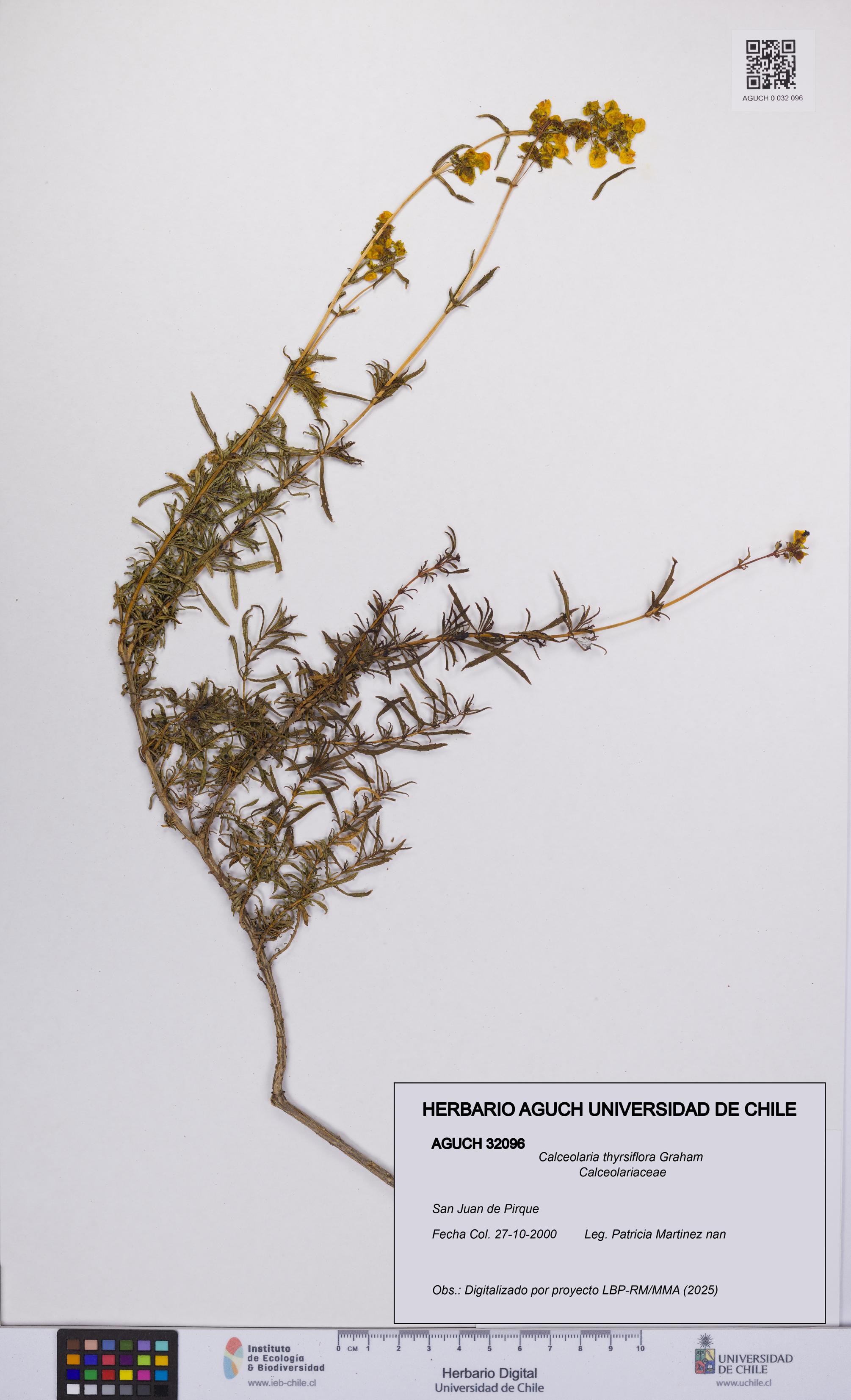 Calceolaria thyrsiflora [Espécimen: UCH:AGUCH:0032096]