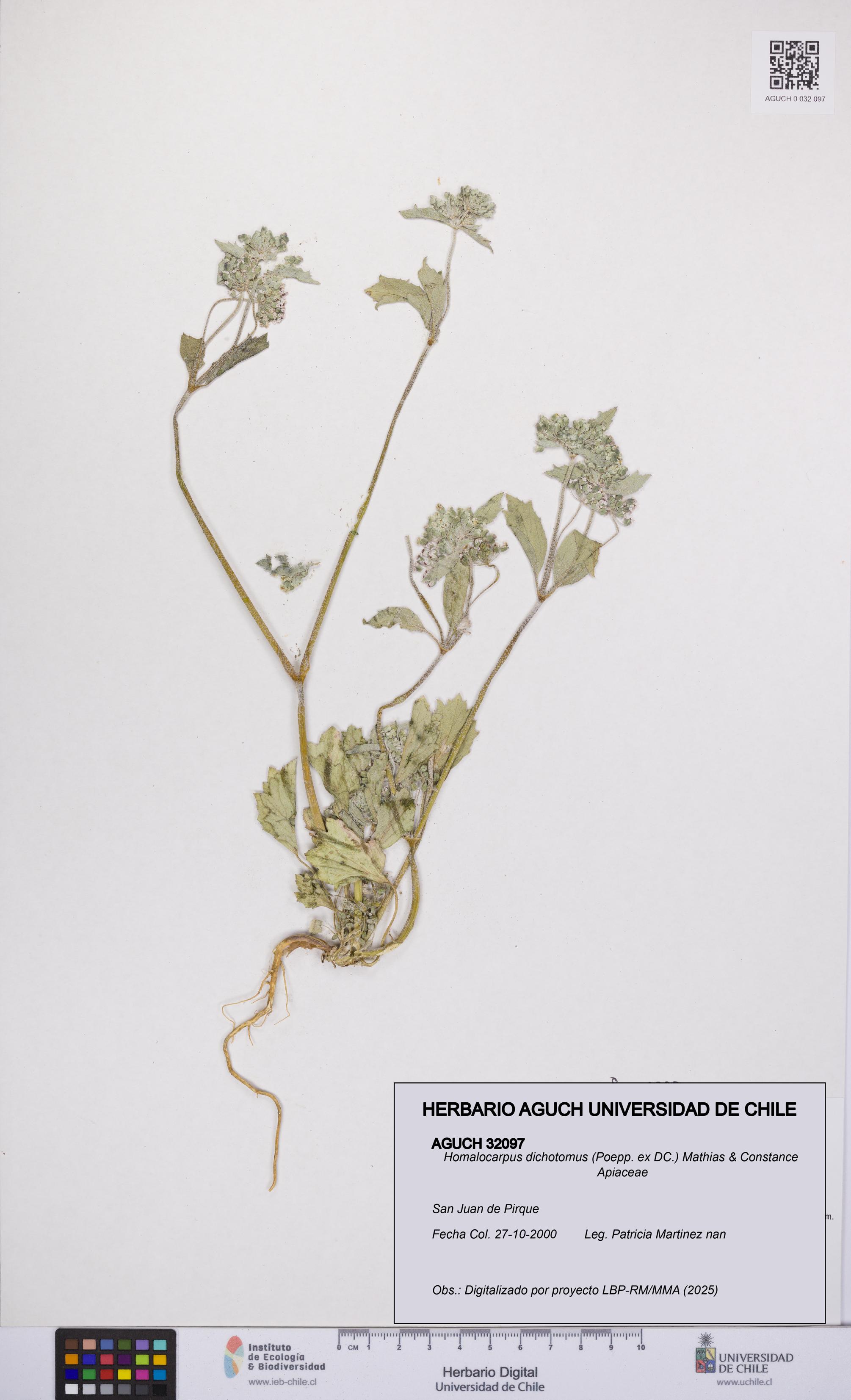 Homalocarpus dichotomus [Espécimen: UCH:AGUCH:0032097]