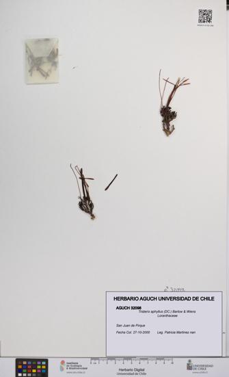 Tristerix aphyllus [Espécimen: UCH:AGUCH:0032098]