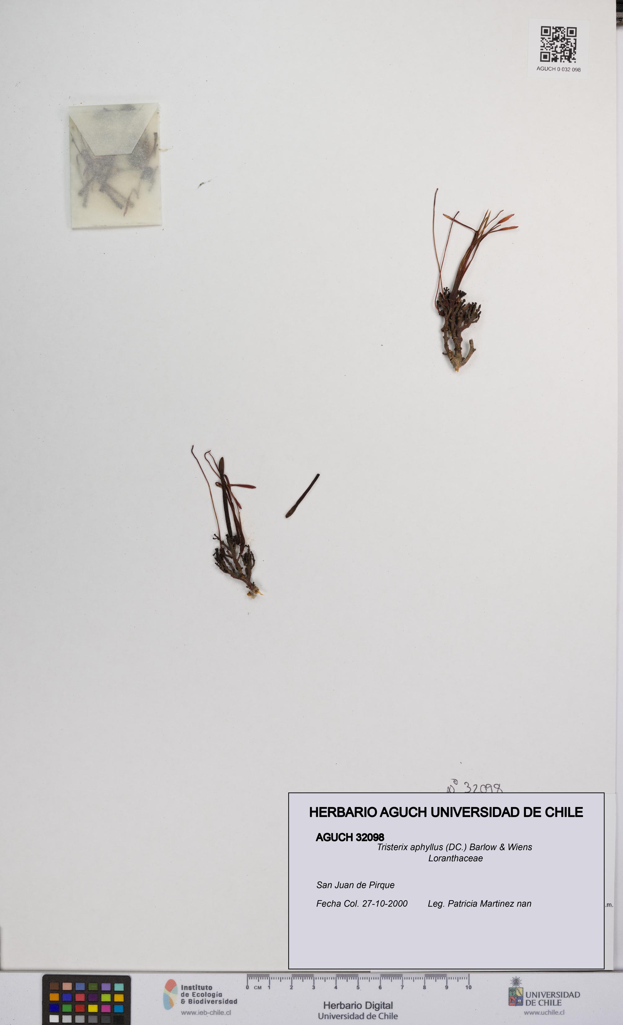 Tristerix aphyllus [Espécimen: UCH:AGUCH:0032098]