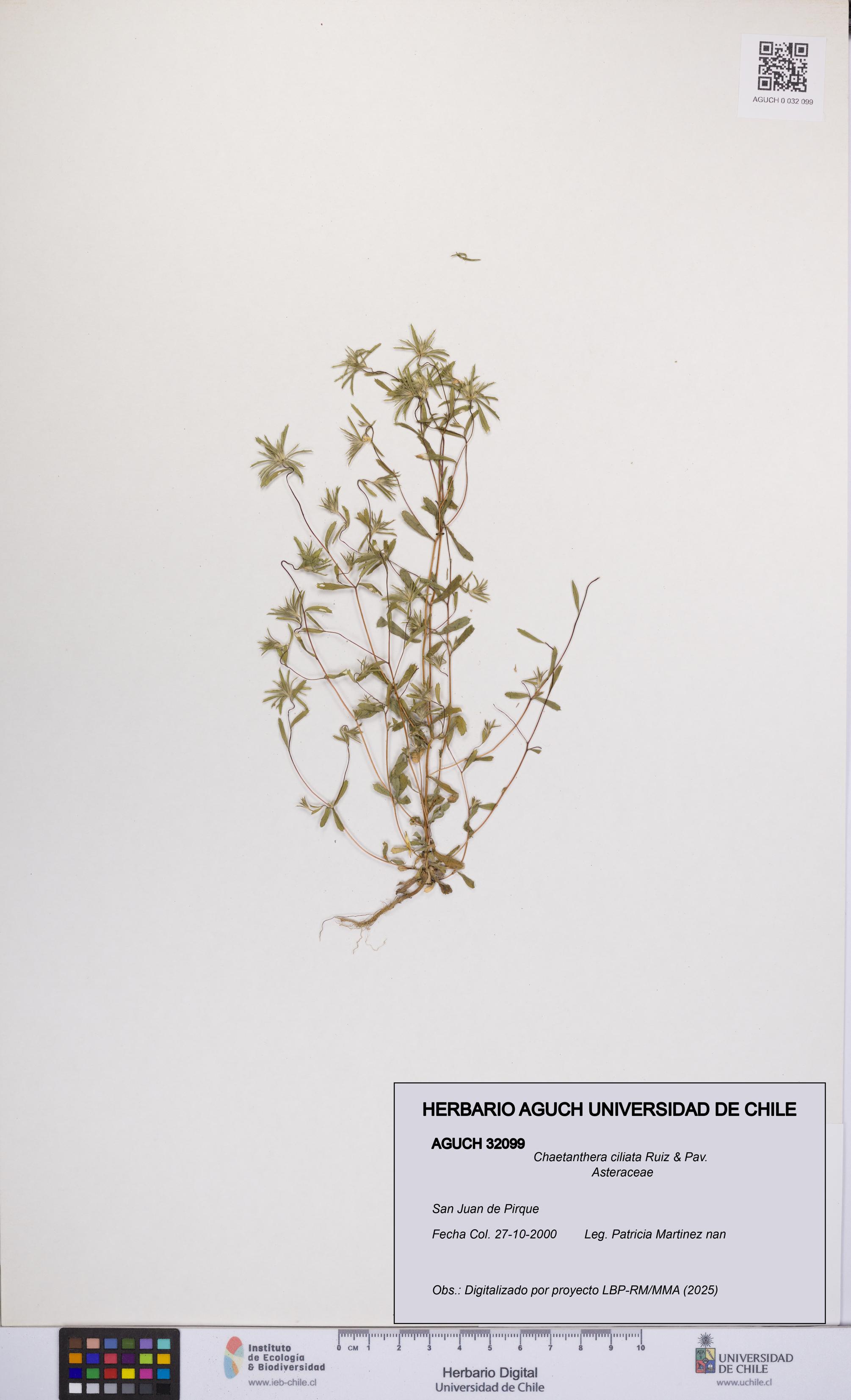 Chaetanthera ciliata [Espécimen: UCH:AGUCH:0032099]