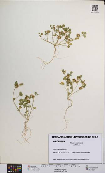 Trifolium pratense [Espécimen: UCH:AGUCH:0032109]