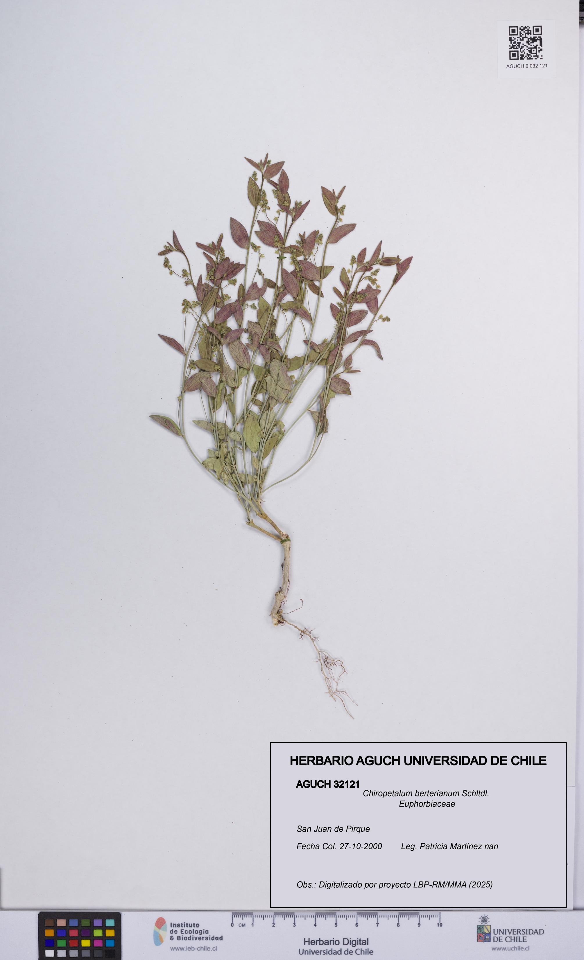 Chiropetalum berterianum [Espécimen: UCH:AGUCH:0032121]