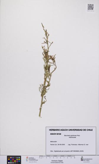 Baccharis glutinosa [Espécimen: UCH:AGUCH:0032122]