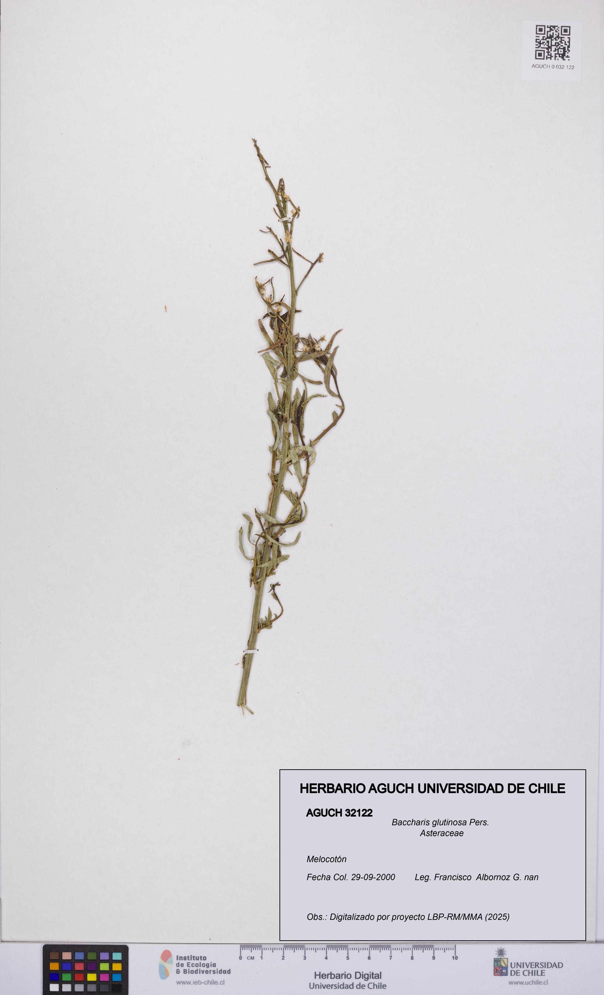 Baccharis glutinosa [Espécimen: UCH:AGUCH:0032122]