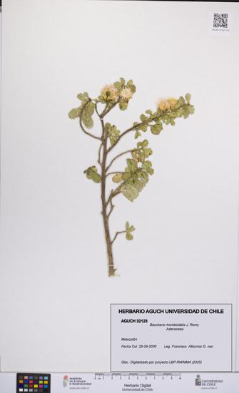 Baccharis rhomboidalis [Espécimen: UCH:AGUCH:0032123]