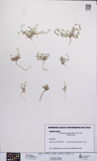 Pectocarya linearis [Espécimen: UCH:AGUCH:0032125]