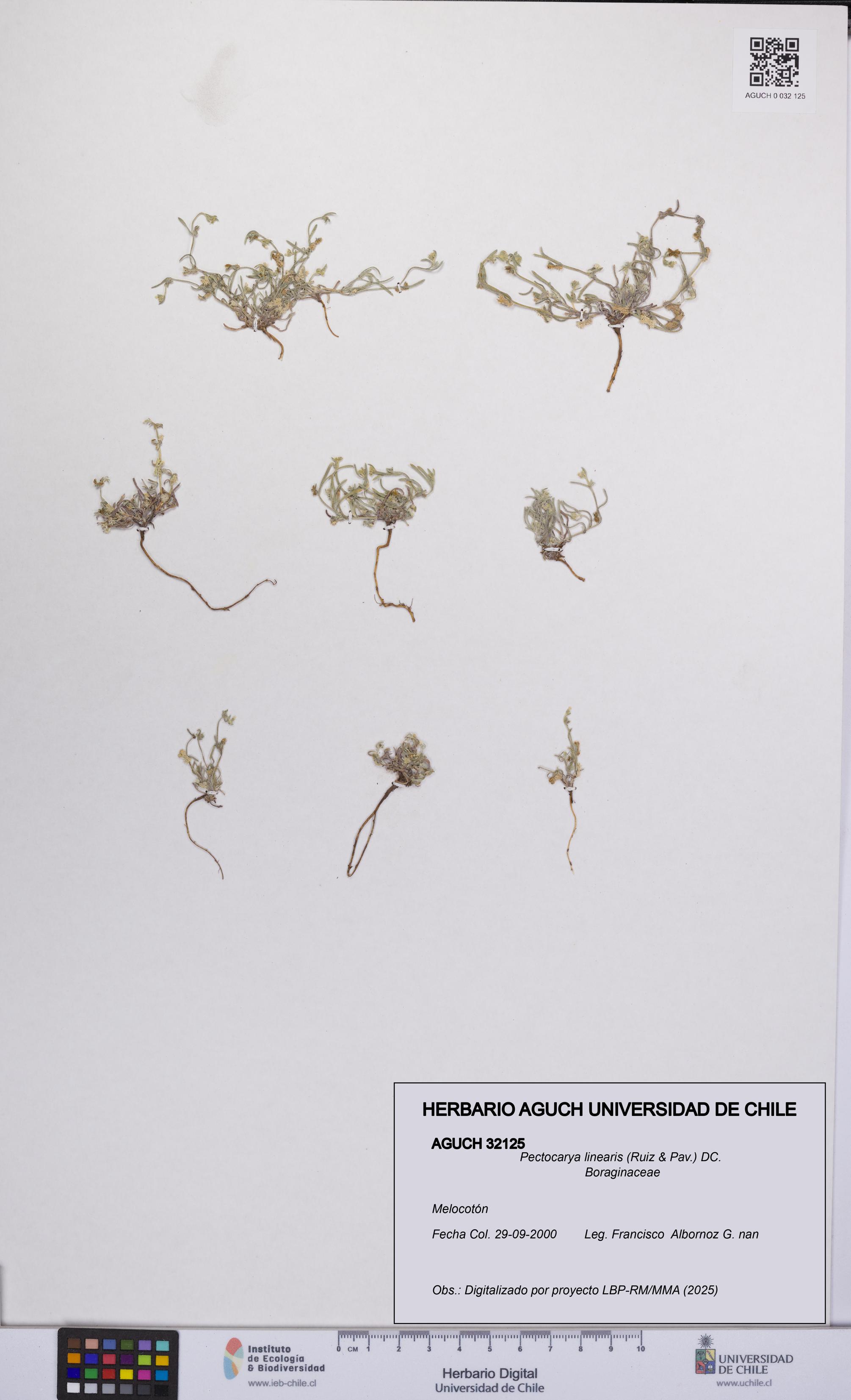 Pectocarya linearis [Espécimen: UCH:AGUCH:0032125]