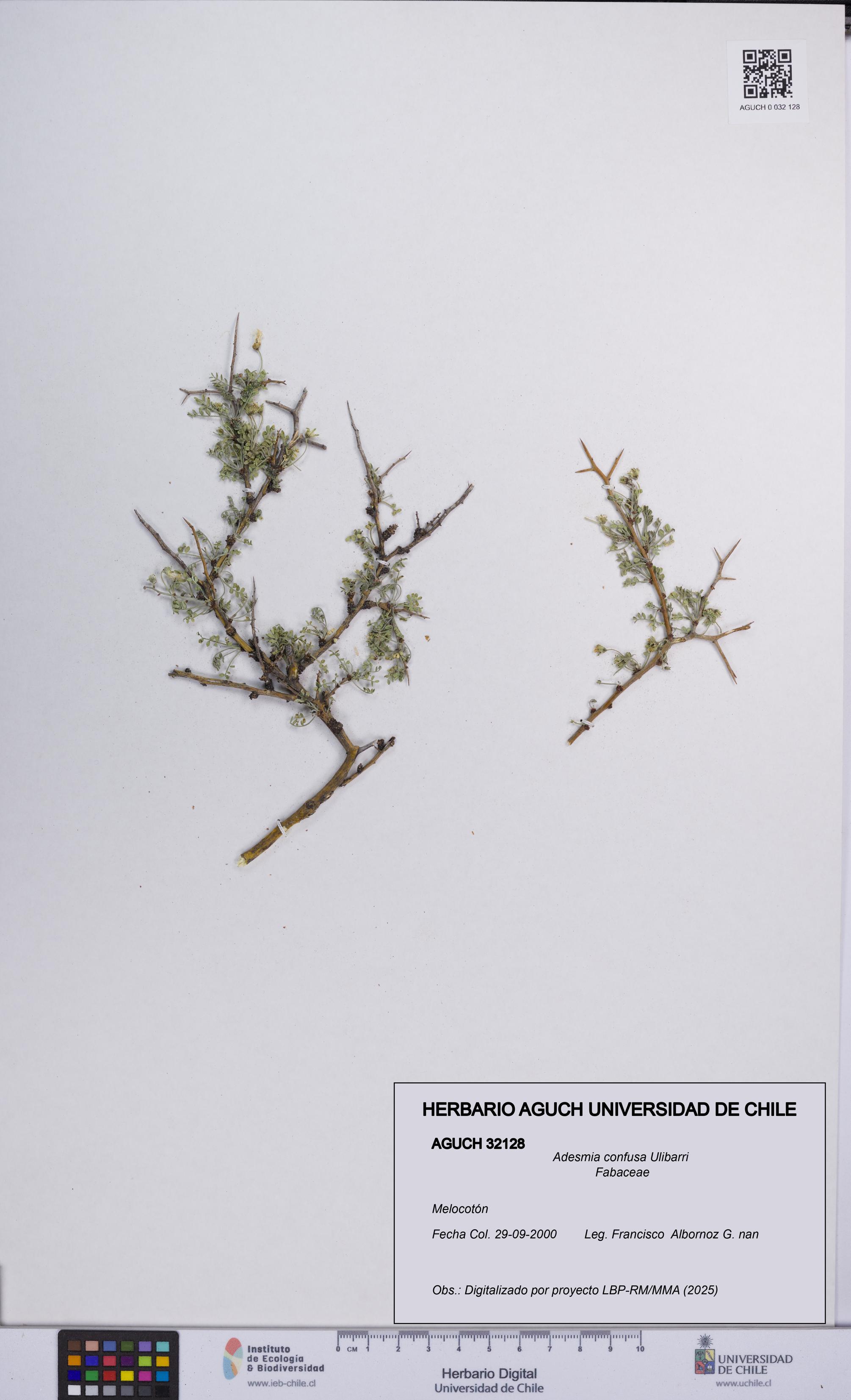 Adesmia confusa [Espécimen: UCH:AGUCH:0032128]