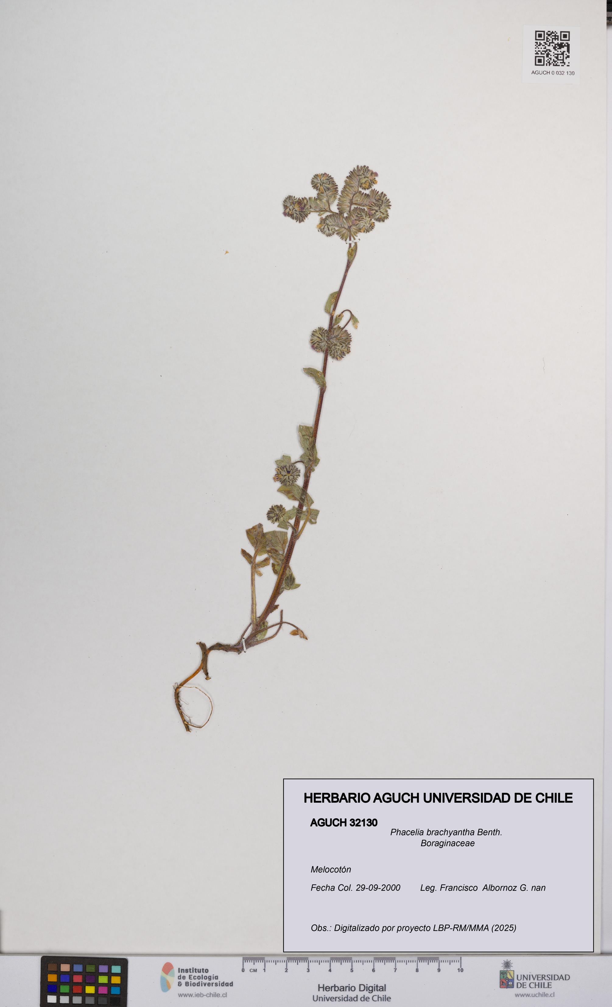 Phacelia brachyantha [Espécimen: UCH:AGUCH:0032130]