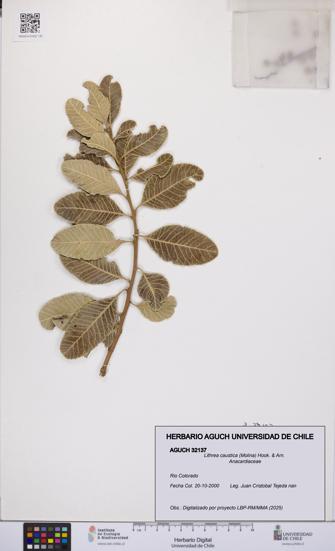 Lithrea caustica [Espécimen: UCH:AGUCH:0032137]